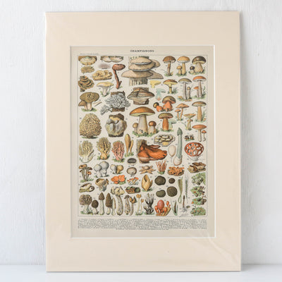 Vintage Mushrooms Book Plate - Plate II