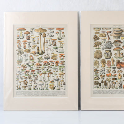 Vintage Mushrooms Book Plate - Plate I