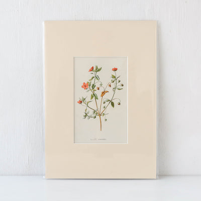 Vintage Book Plate - Pink and Red Florals Batch D