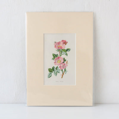 Vintage Book Plate - Pink and White Florals Batch F
