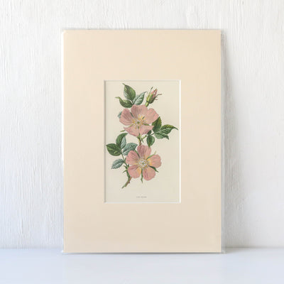 Vintage Book Plate - Pink Florals Batch G