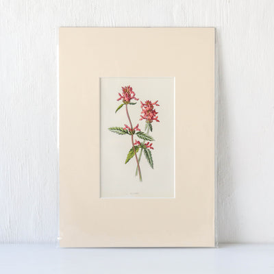 Vintage Book Plate - Pink Florals Batch G