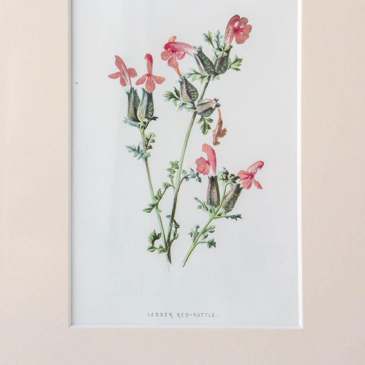 Vintage Book Plate - Pink Florals Batch G