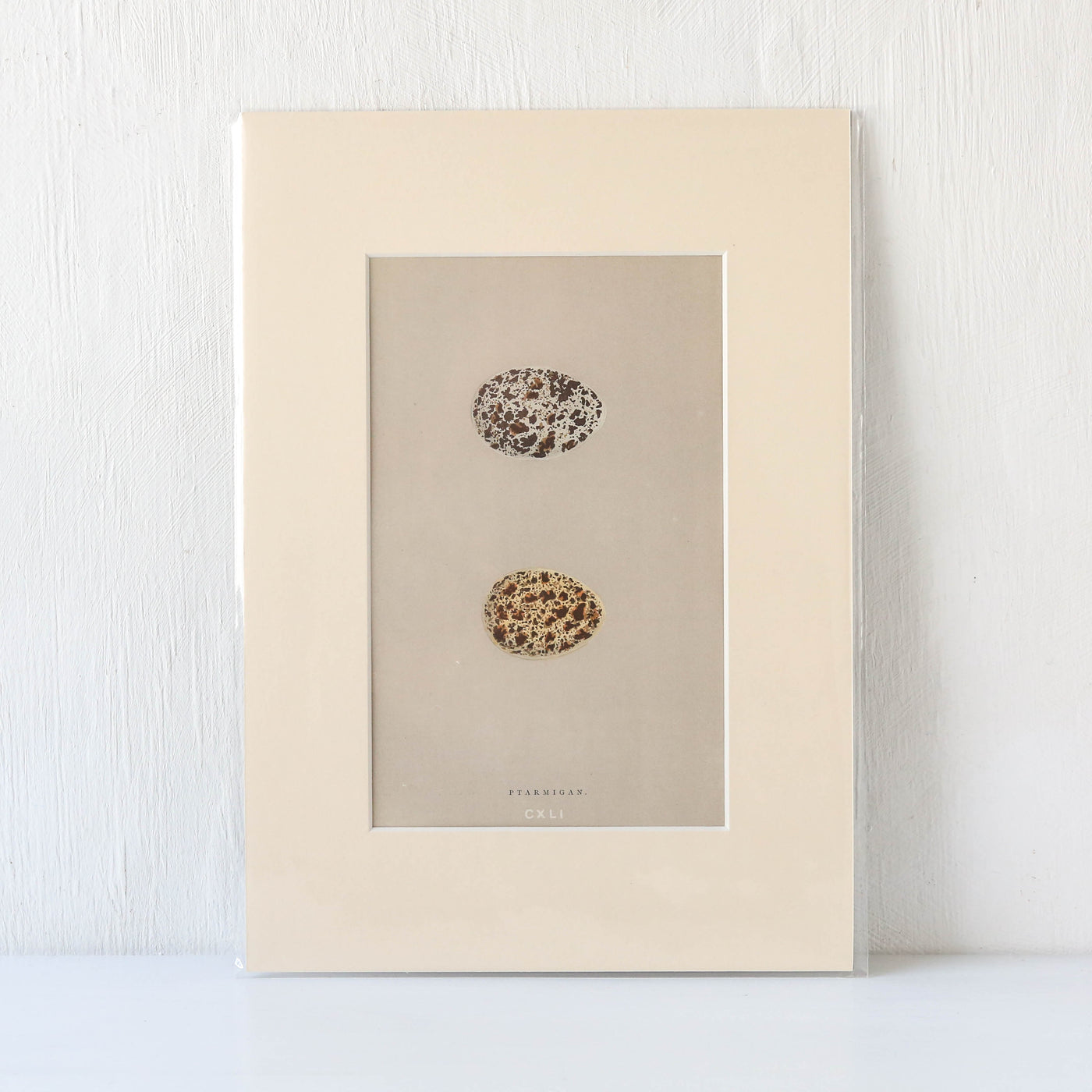 Vintage Book Plate - Pair of Brown Speckle Birds Eggs