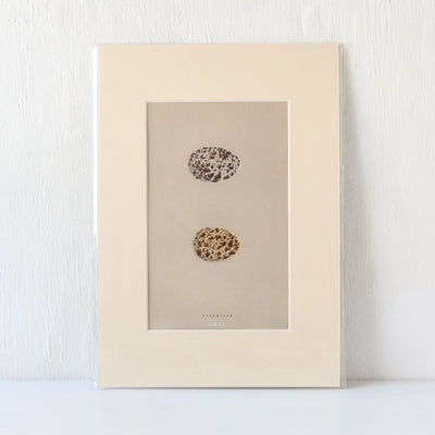 Vintage Book Plate - Pair of Brown Speckle Birds Eggs