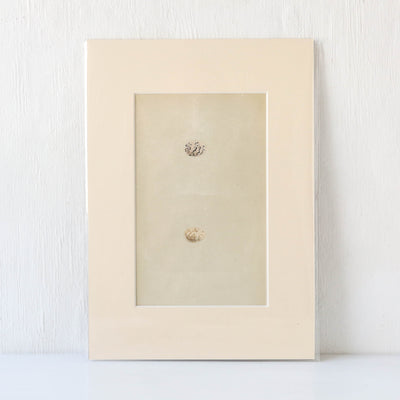 Vintage Book Plate - Pair of Brown Speckle Birds Eggs