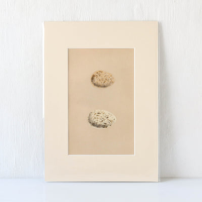 Vintage Book Plate - Pair of Brown Speckle Birds Eggs