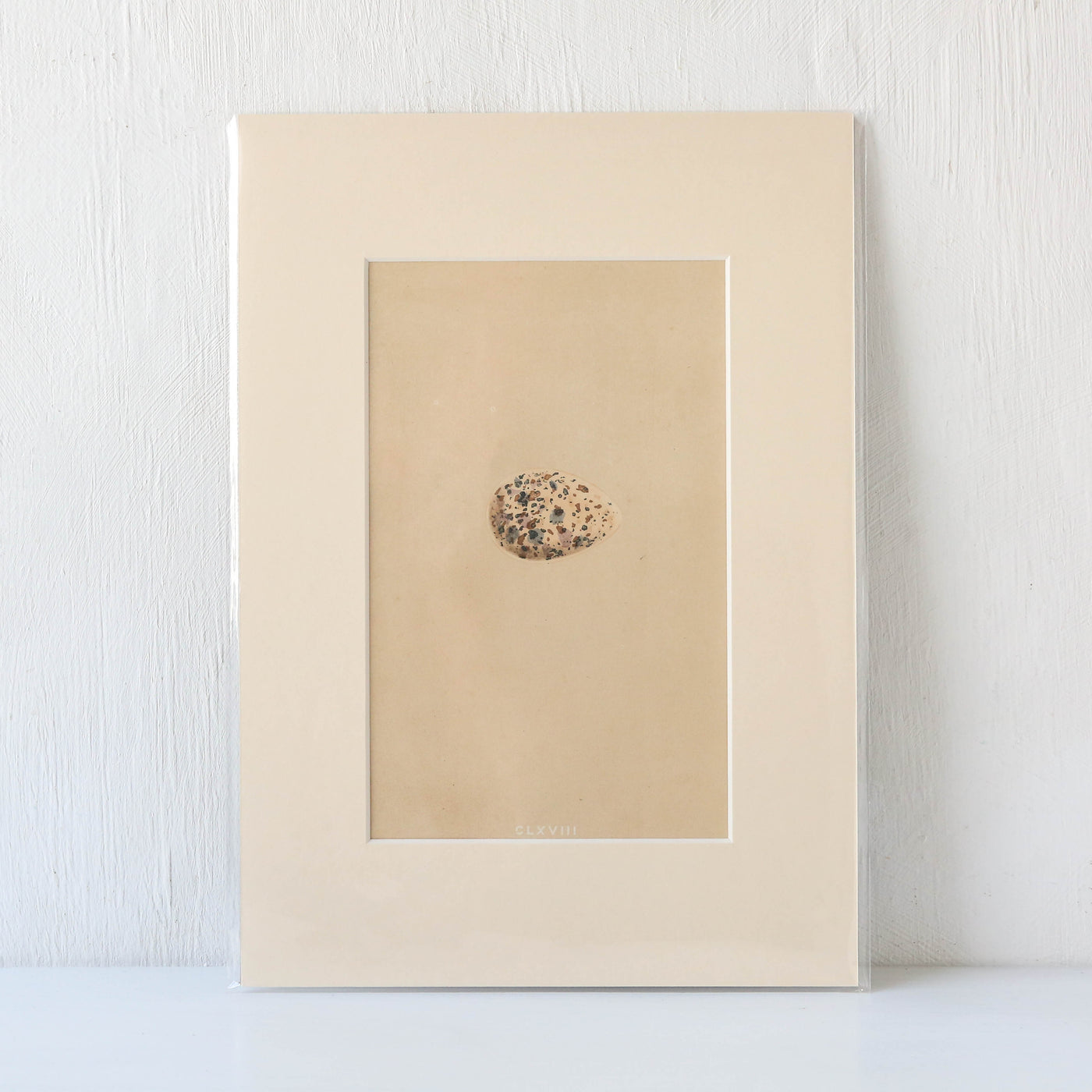 Vintage Book Plate - Single Speckled Birds Egg
