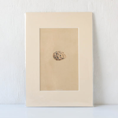 Vintage Book Plate - Single Speckled Birds Egg