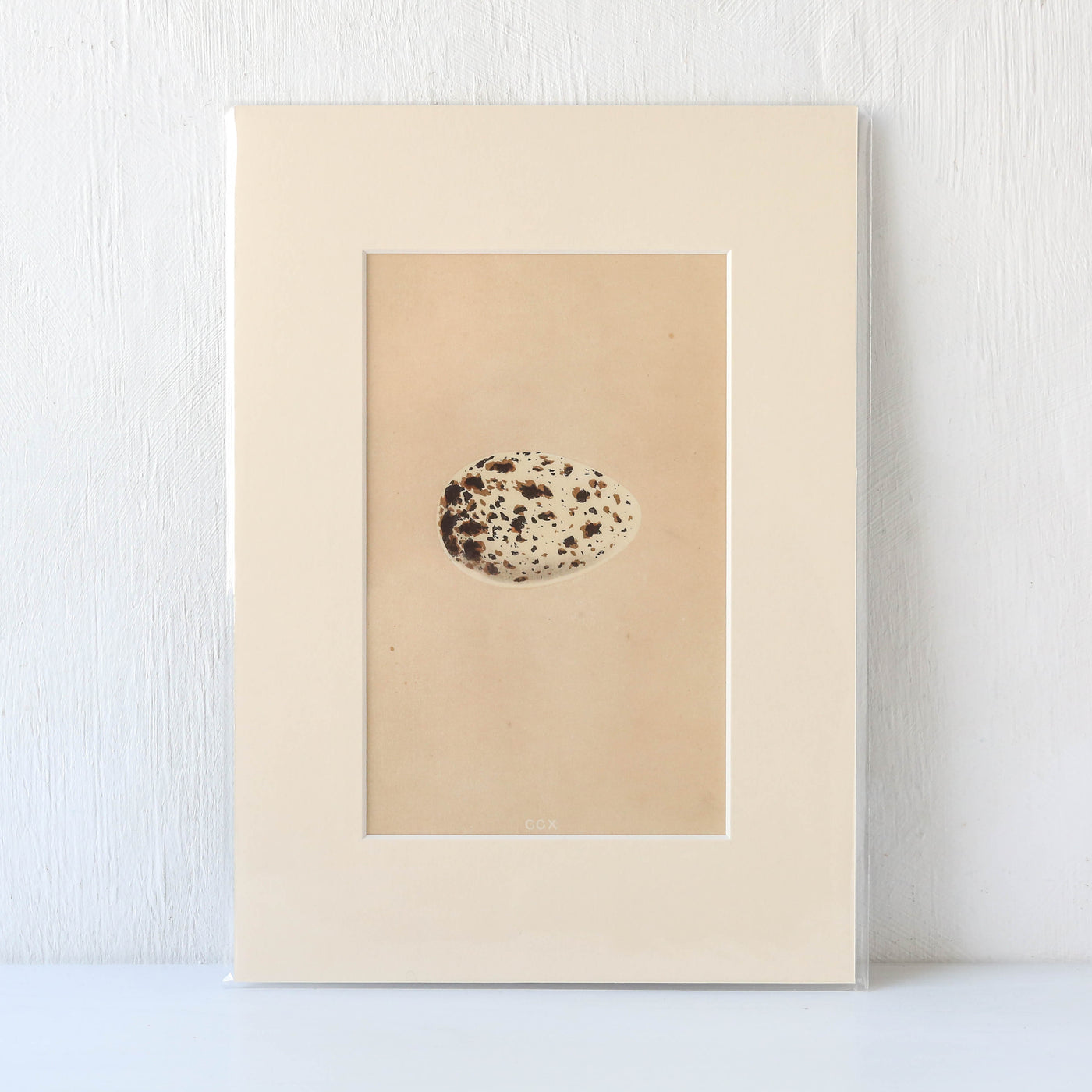Vintage Book Plate - Single Speckled Birds Egg