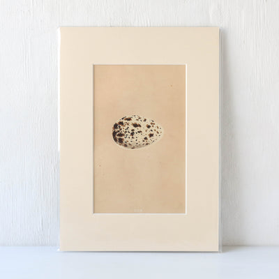Vintage Book Plate - Single Speckled Birds Egg