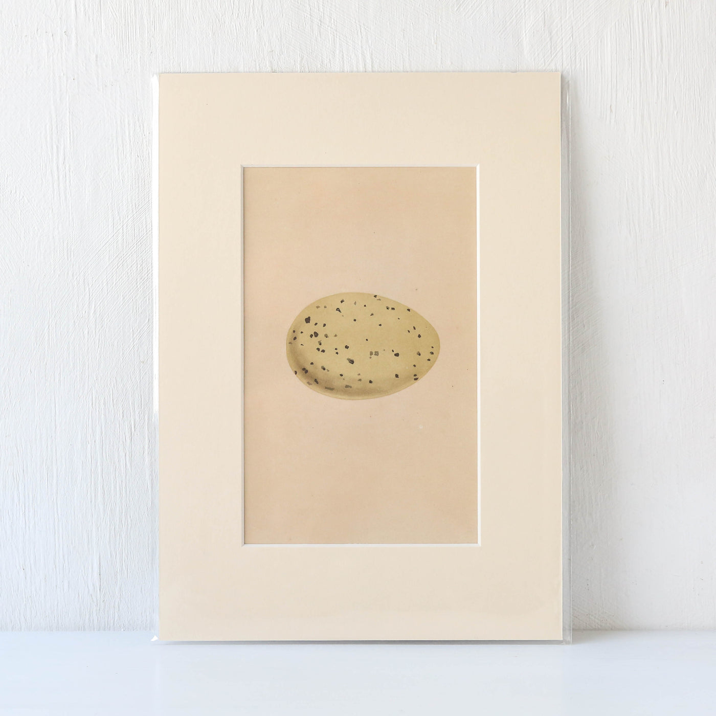 Vintage Book Plate - Single Speckled Birds Egg
