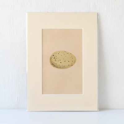 Vintage Book Plate - Single Speckled Birds Egg