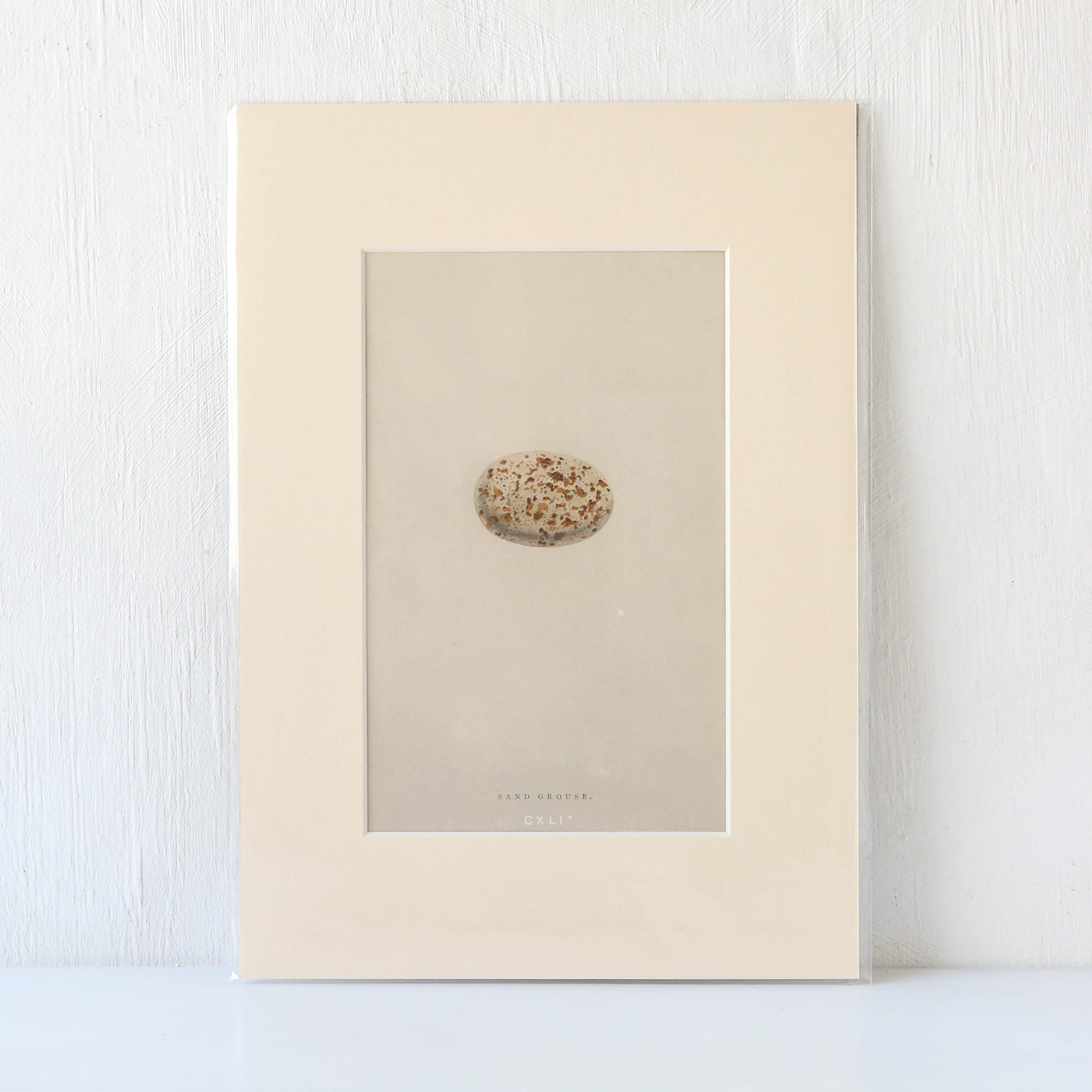 Vintage Book Plate - Single Speckled Birds Egg