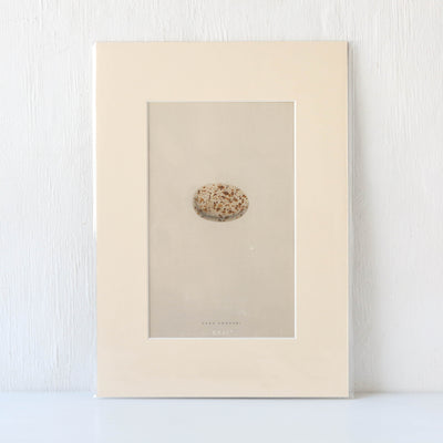 Vintage Book Plate - Single Speckled Birds Egg