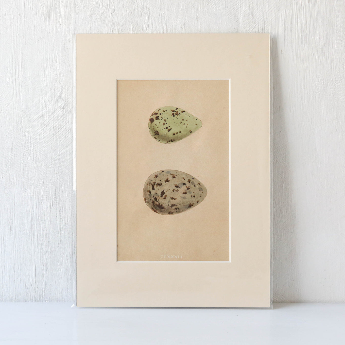 Vintage Book Plate - Blue Speckled Birds Eggs