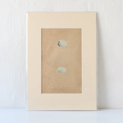 Vintage Book Plate - Blue Speckled Birds Eggs