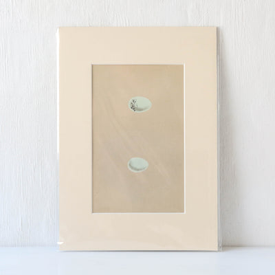 Vintage Book Plate - Blue Speckled Birds Eggs