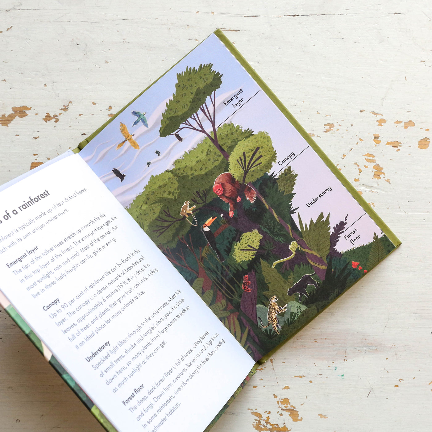 Rainforests - A Ladybird Book