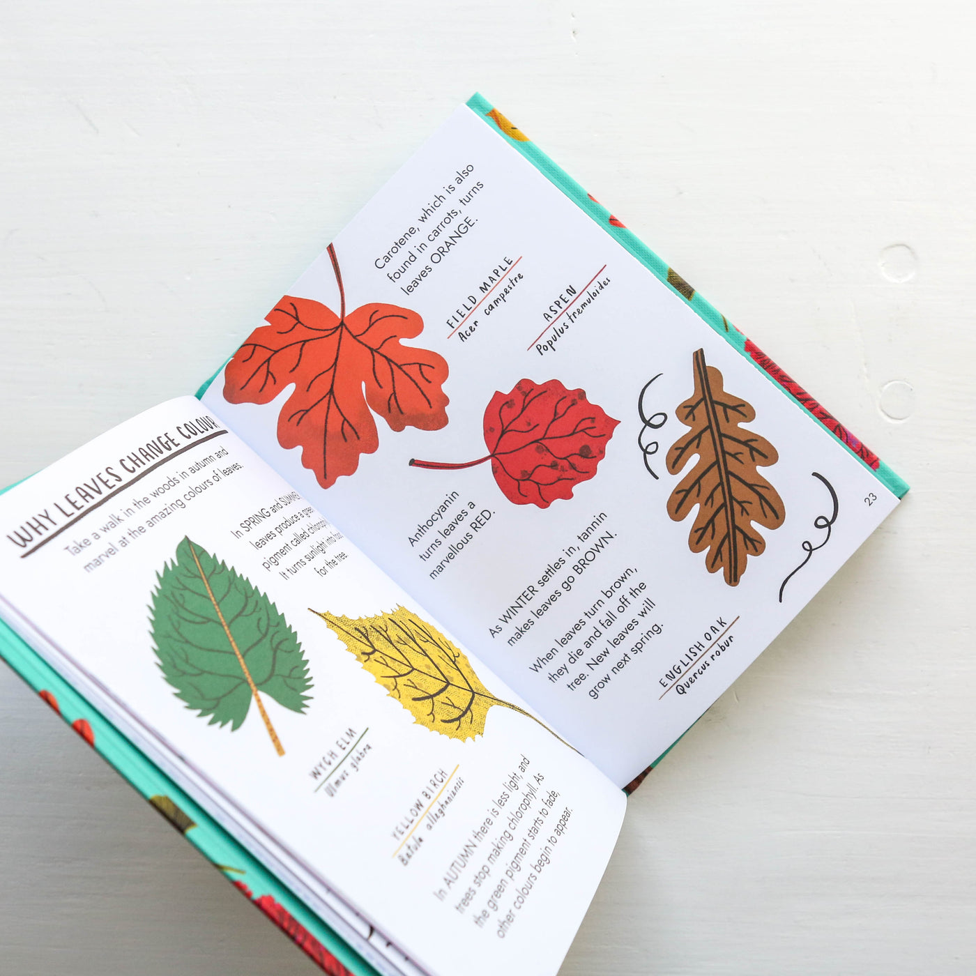 Little Guides to Nature: Hello Trees