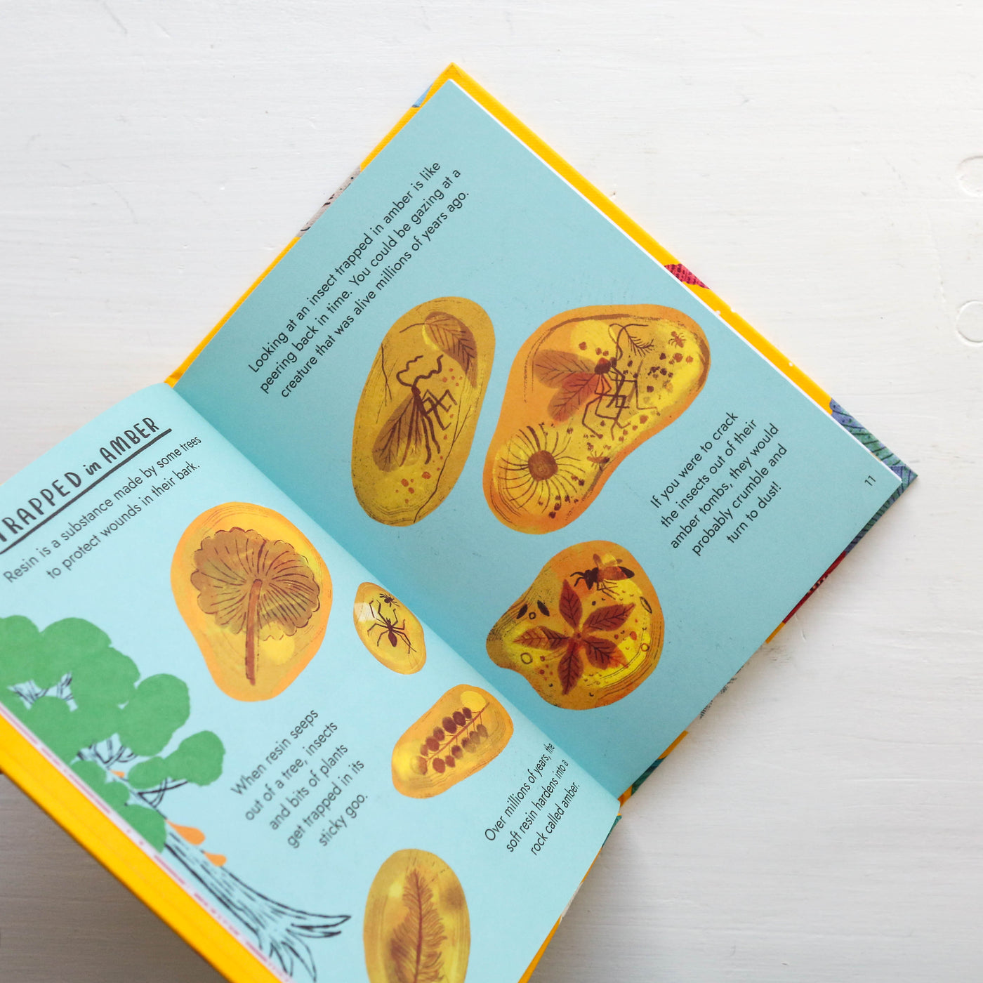 Little Guides to Nature: Hello Fossils and Shells