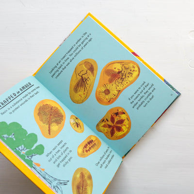 Little Guides to Nature: Hello Fossils and Shells