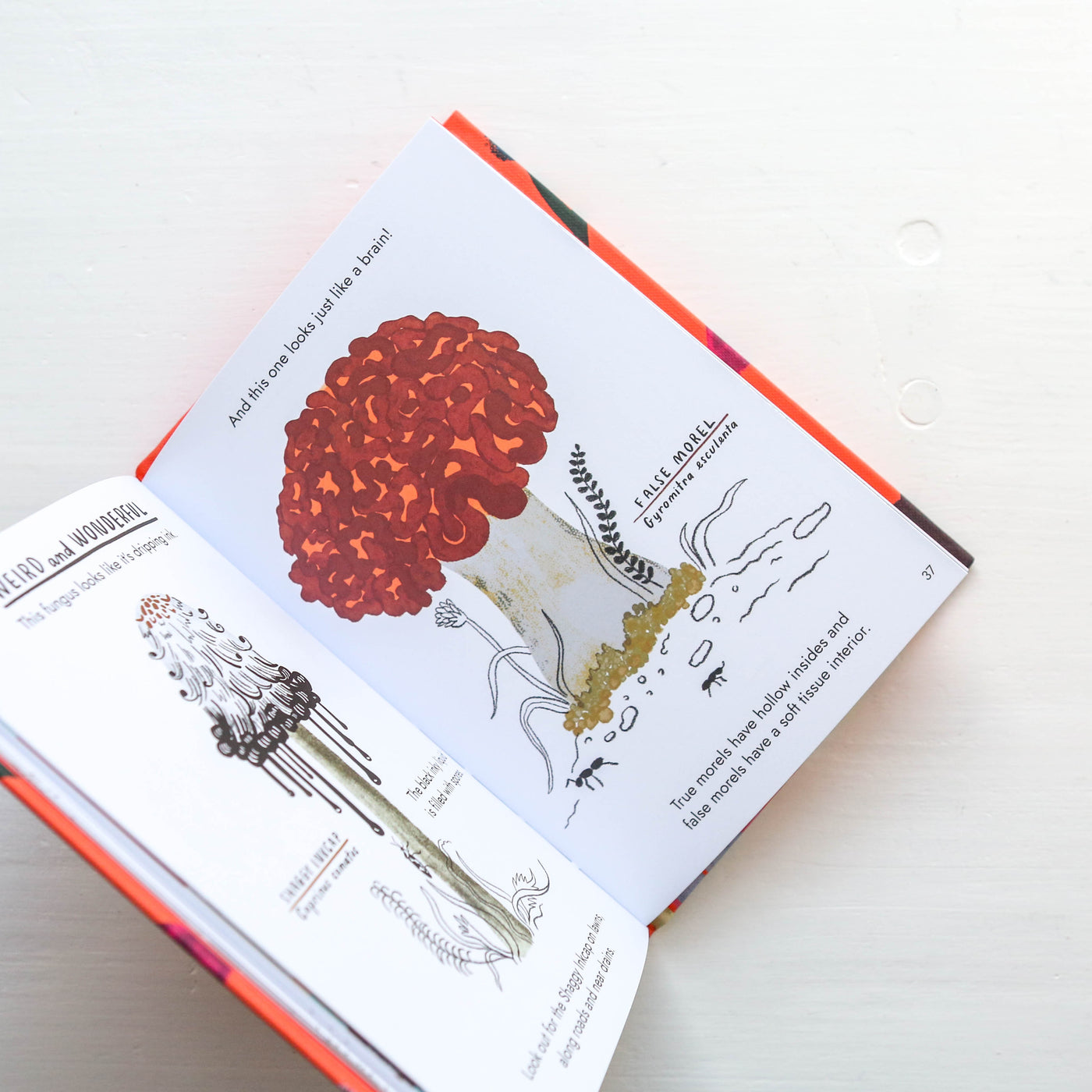 Little Guides to Nature: Hello Fungi