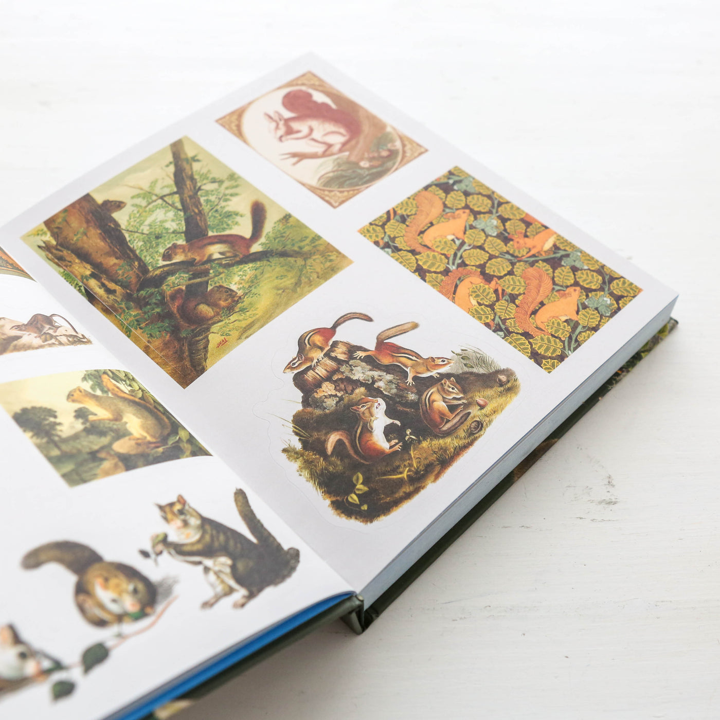 The Sticker Treasury of Woodland Adventures