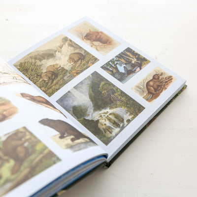 The Sticker Treasury of Woodland Adventures