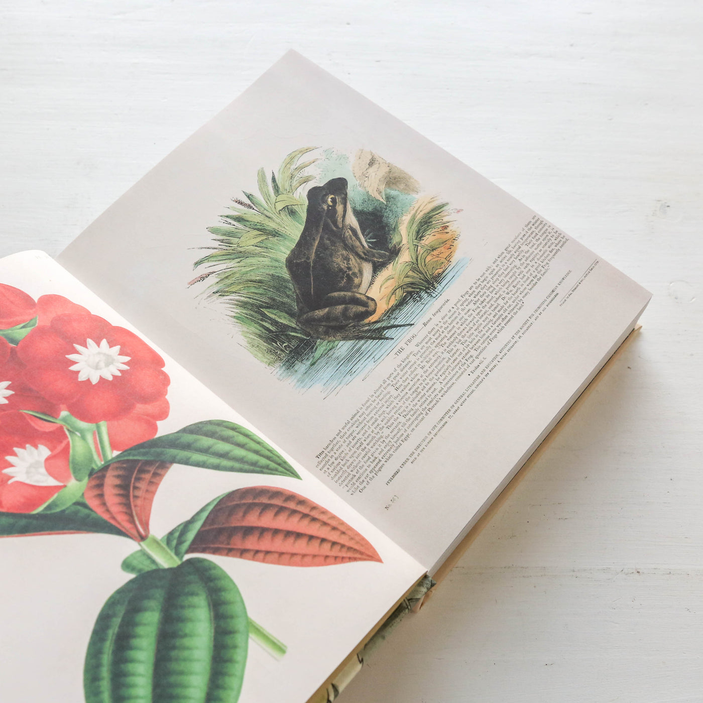 John Derian Sticker Book II