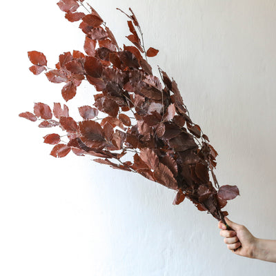 Bunch of Preserved Beech - Autumn Burgundy LOCAL PICK UP ONLY