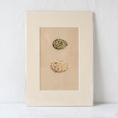 A4 Mounted Vintage Book Plate - Green Birds Eggs
