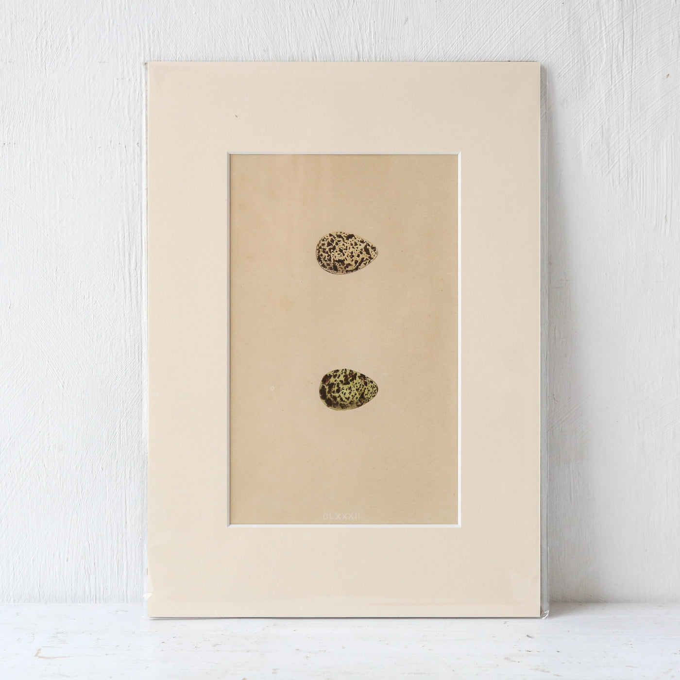 A4 Mounted Vintage Book Plate - Green Birds Eggs