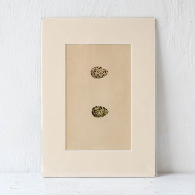 A4 Mounted Vintage Book Plate - Green Birds Eggs