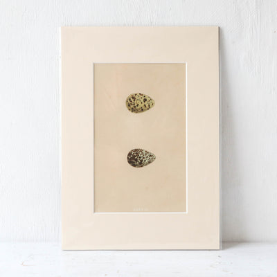 A4 Mounted Vintage Book Plate - Green Birds Eggs