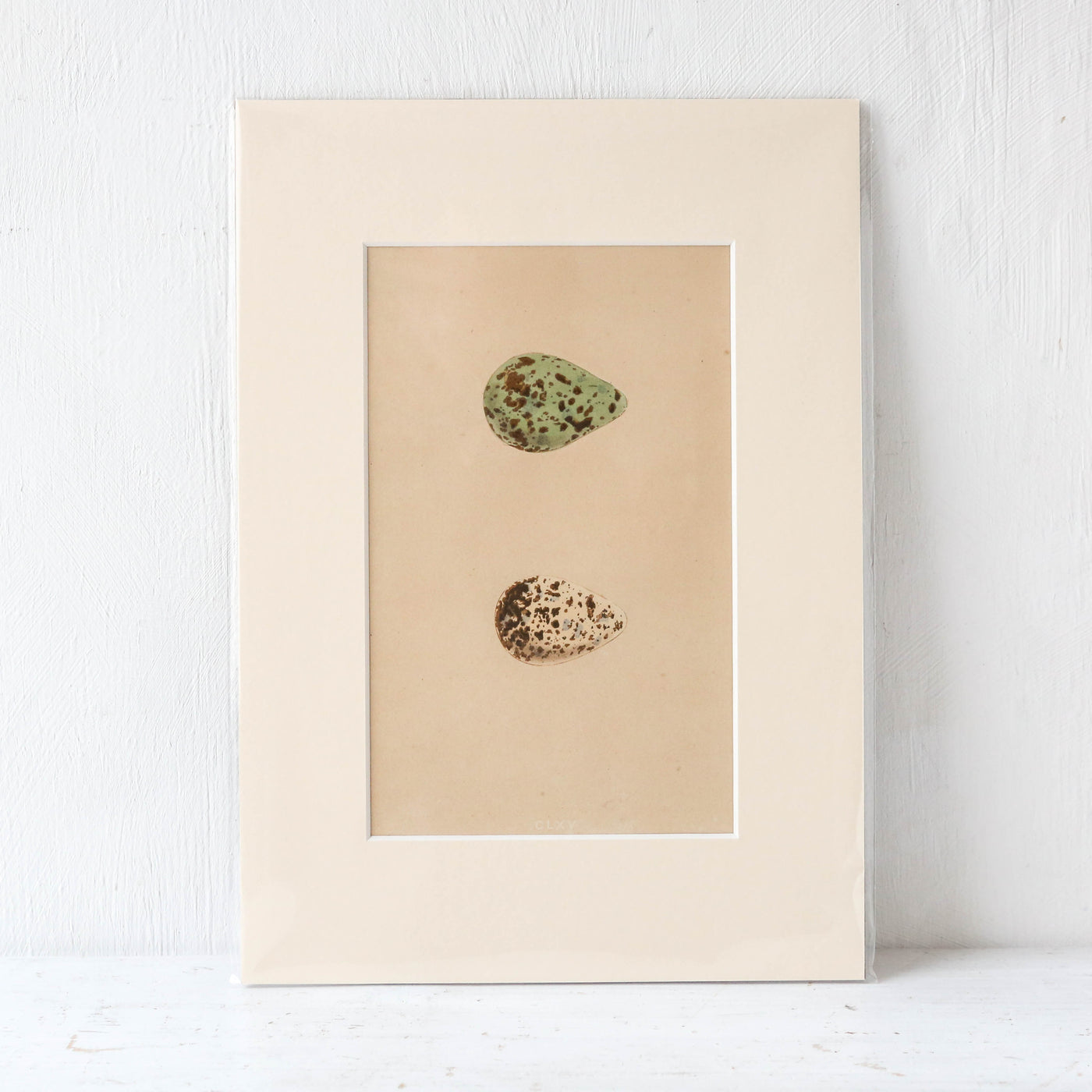 A4 Mounted Vintage Book Plate - Green Birds Eggs