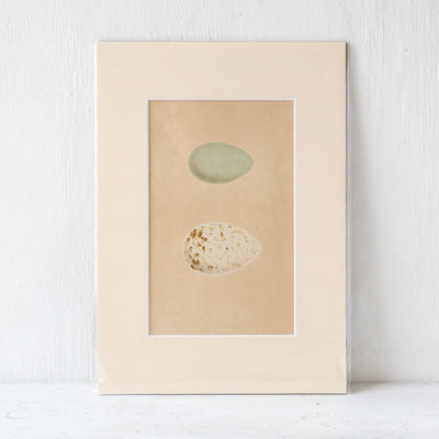 A4 Mounted Vintage Book Plate - Green Birds Eggs