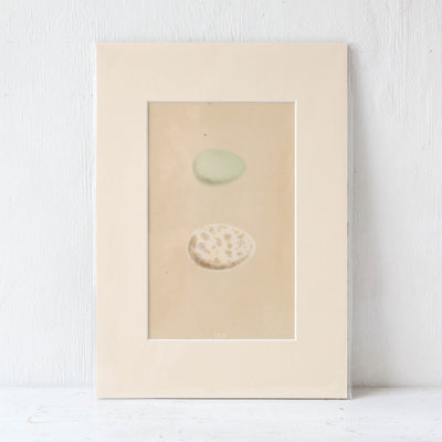 A4 Mounted Vintage Book Plate - Green Birds Eggs