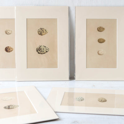 A4 Mounted Vintage Book Plate - Brown Birds Eggs