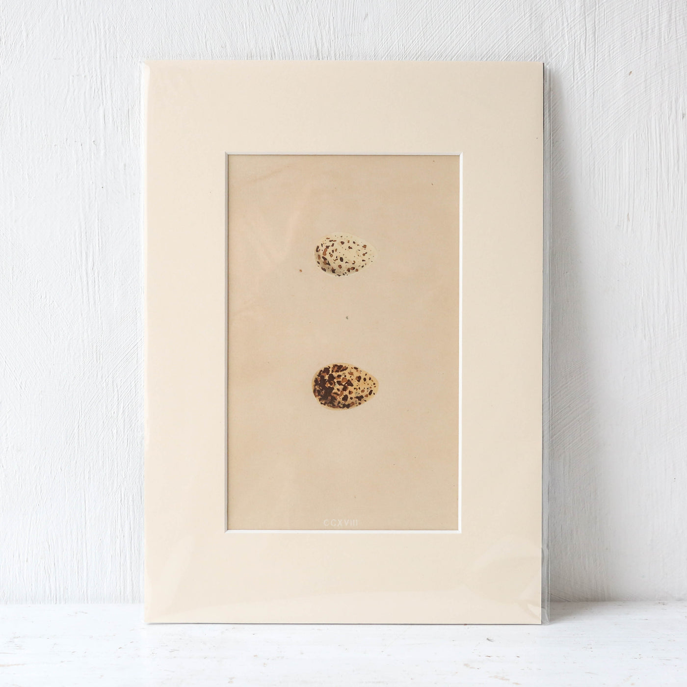 A4 Mounted Vintage Book Plate - Brown Birds Eggs