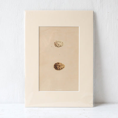 A4 Mounted Vintage Book Plate - Brown Birds Eggs