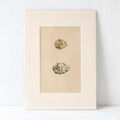 A4 Mounted Vintage Book Plate - Brown Birds Eggs