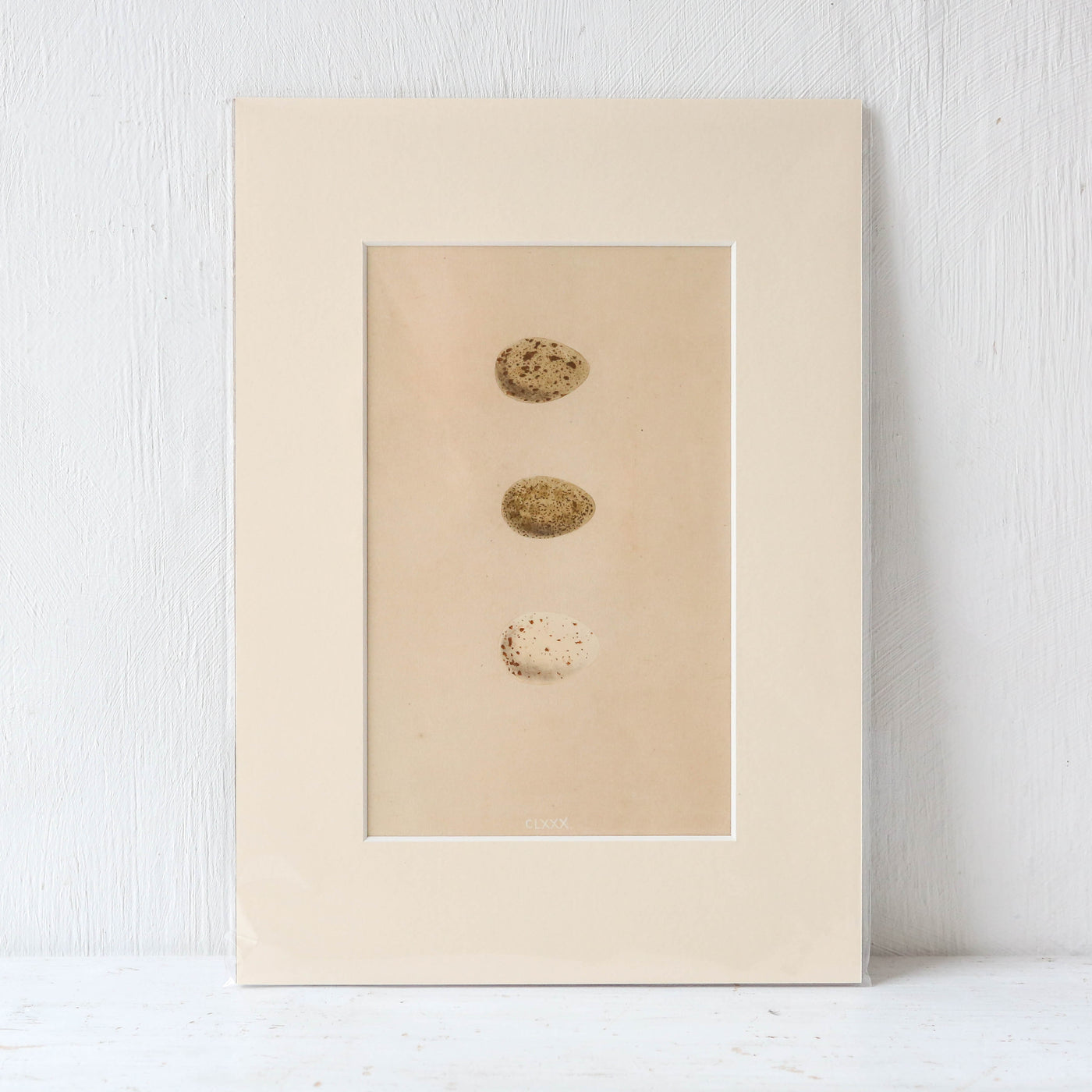 A4 Mounted Vintage Book Plate - Brown Birds Eggs