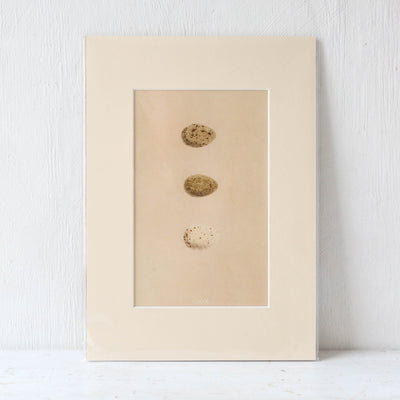 A4 Mounted Vintage Book Plate - Brown Birds Eggs