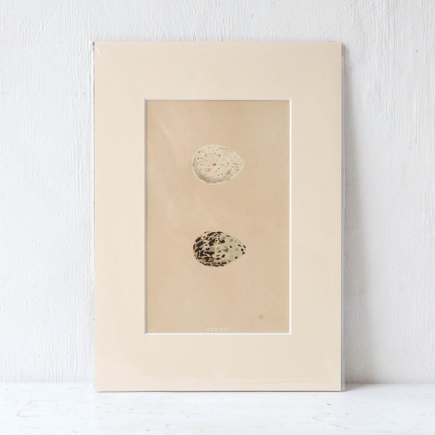 A4 Mounted Vintage Book Plate - Brown Birds Eggs
