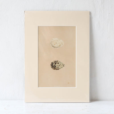 A4 Mounted Vintage Book Plate - Brown Birds Eggs