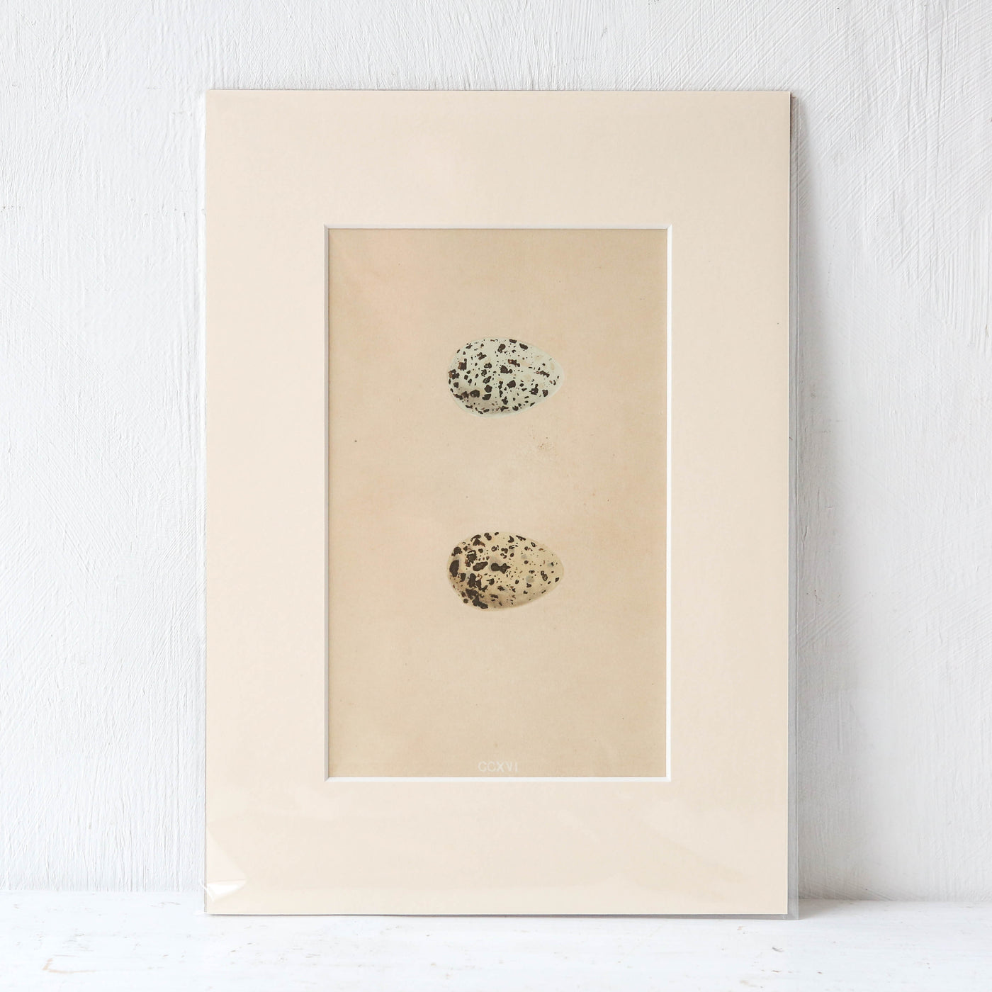 A4 Mounted Vintage Book Plate - Brown Birds Eggs