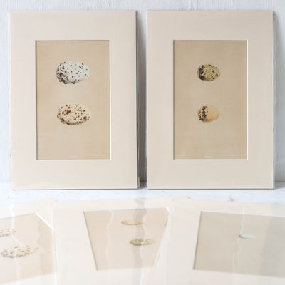 A4 Mounted Vintage Book Plate - Pale Birds Eggs