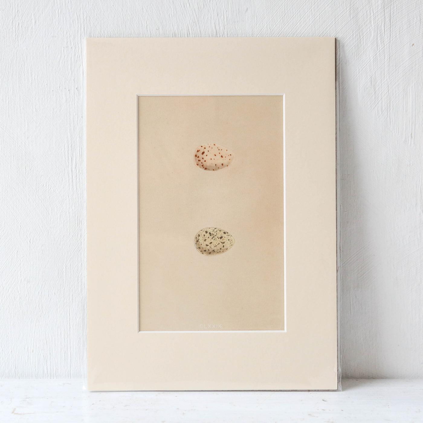 A4 Mounted Vintage Book Plate - Pale Birds Eggs