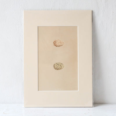 A4 Mounted Vintage Book Plate - Pale Birds Eggs